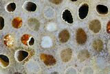 Polished, Fossil Coral Slab - Indonesia #109153-1